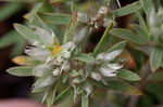 Silver nailwort